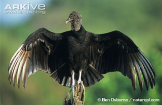 Illustration for article titled Vednesday Vulture - Coragyps atratus Edition